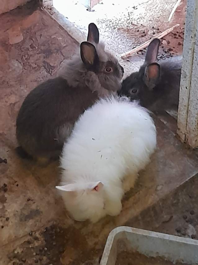 Angora rabbits(big and small) - 3 - Rabbit  on Aster Vender