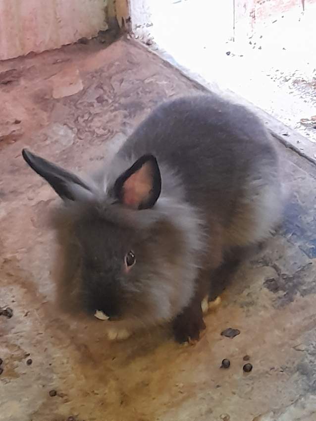 Angora rabbits(big and small) - 1 - Rabbit  on Aster Vender