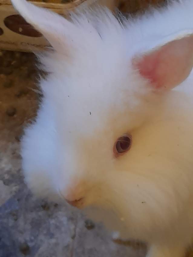 Angora rabbits(big and small) - 2 - Rabbit  on Aster Vender