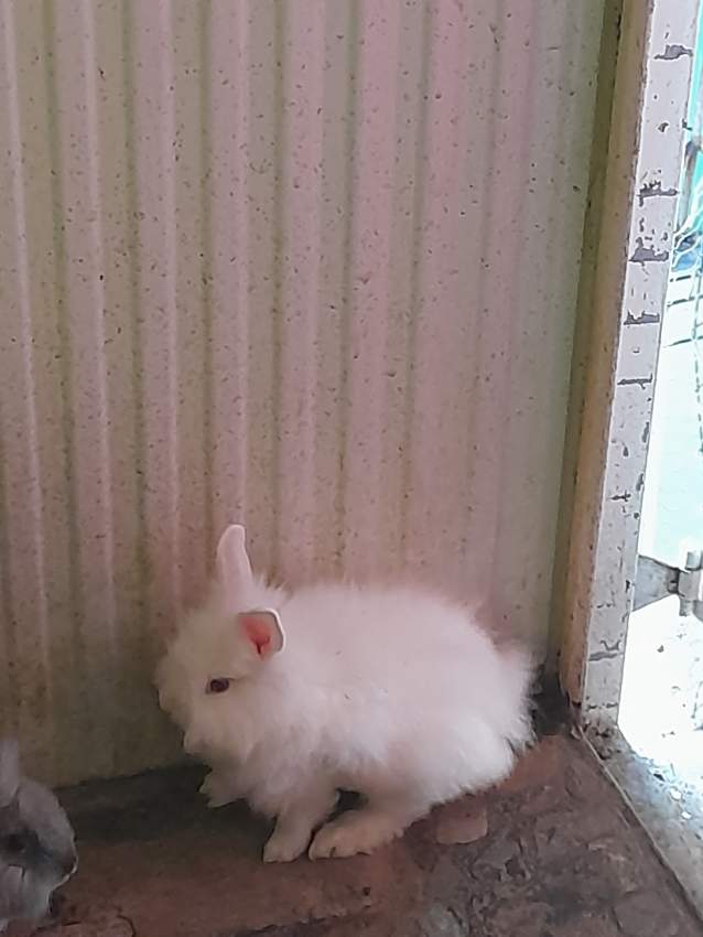 Angora rabbits(big and small) - 0 - Rabbit  on Aster Vender