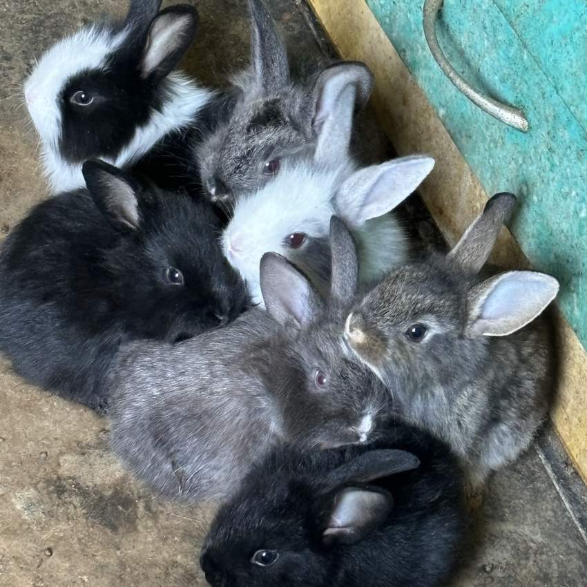 baby rabbits - 0 - Rabbit  on Aster Vender