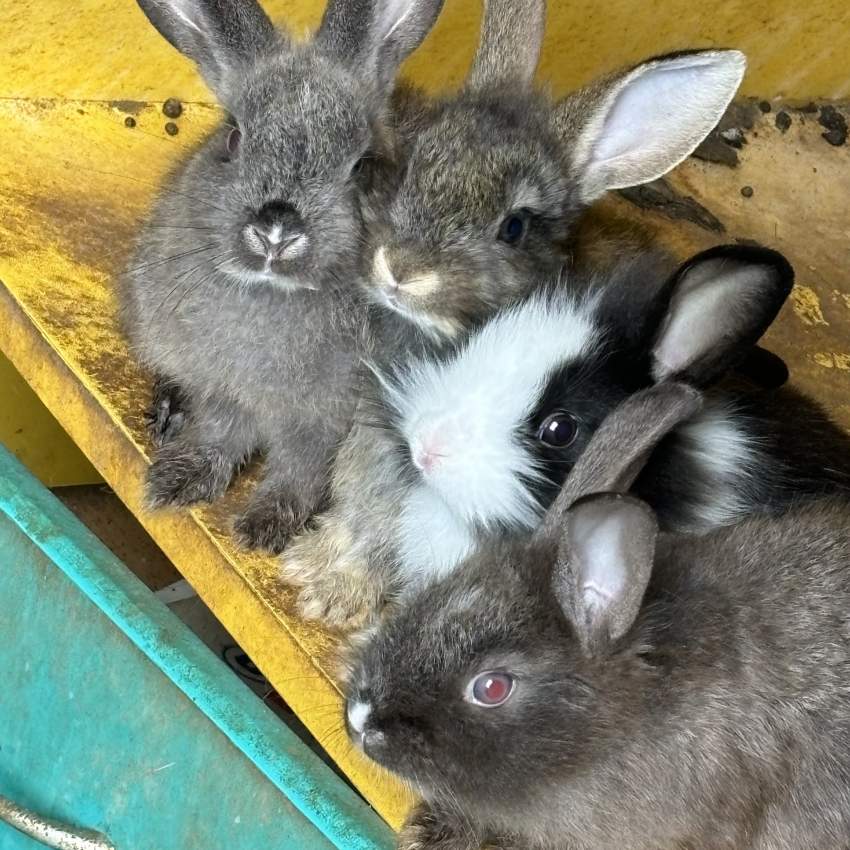 baby rabbits - 1 - Rabbit  on Aster Vender