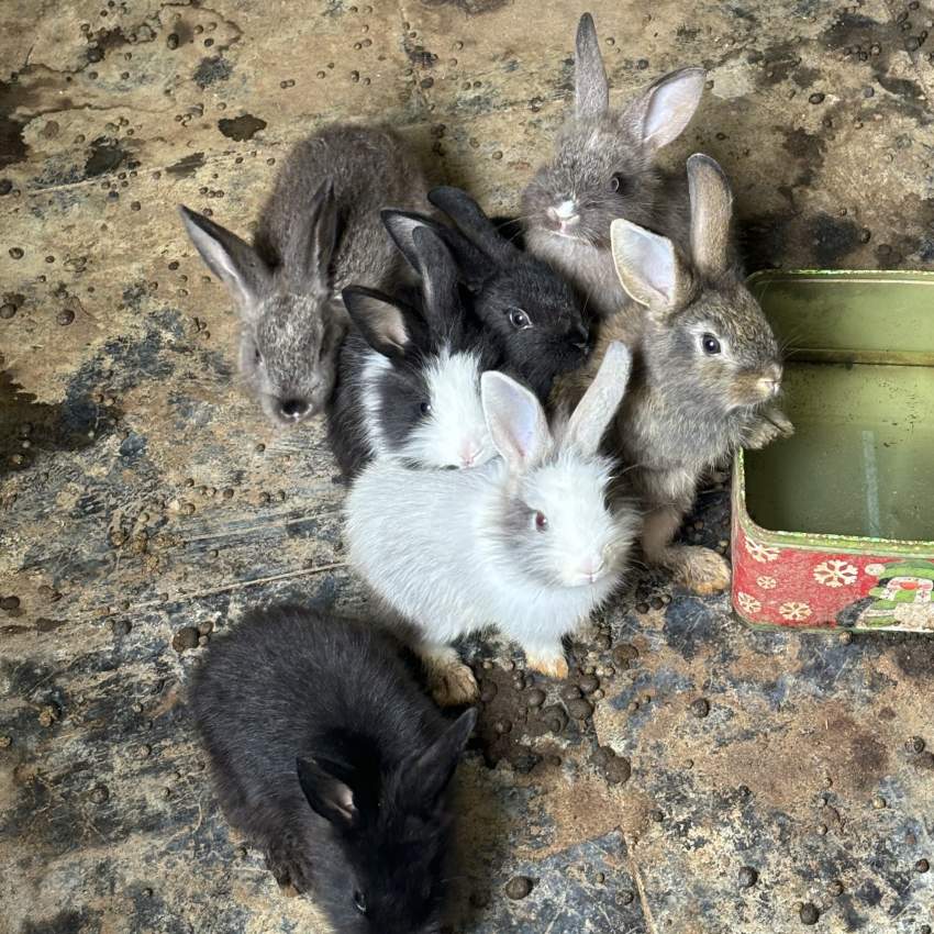 baby rabbits - 2 - Rabbit  on Aster Vender