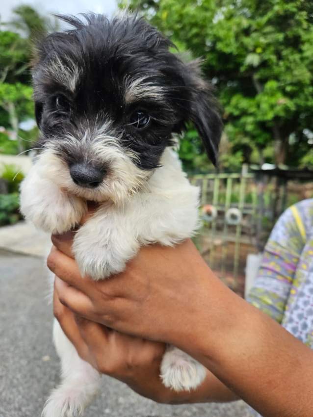 Chiot a vendre - 3 - Dogs  on Aster Vender