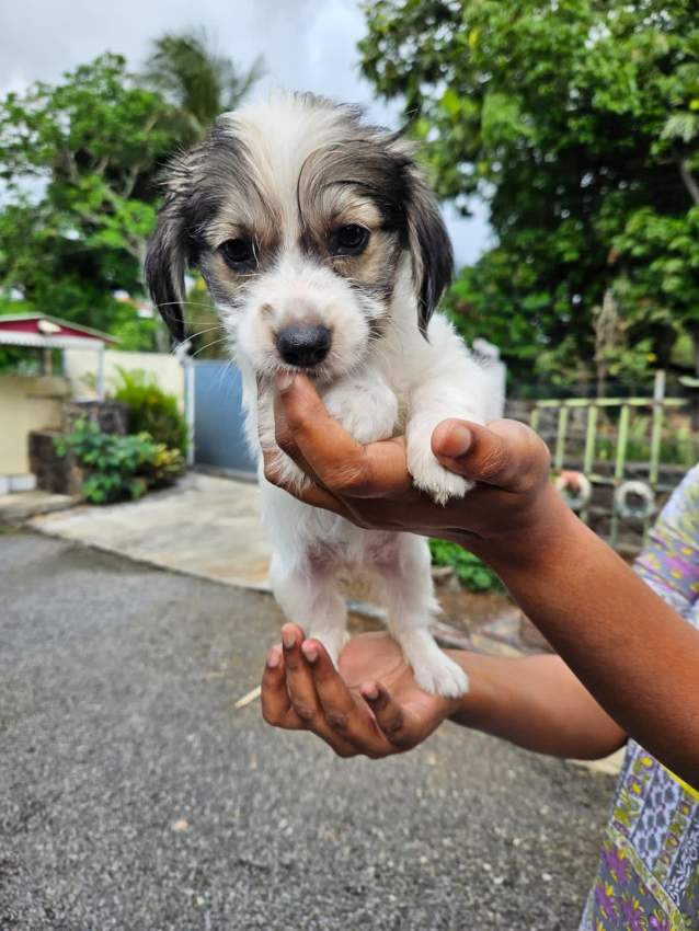 Chiot a vendre - 2 - Dogs  on Aster Vender