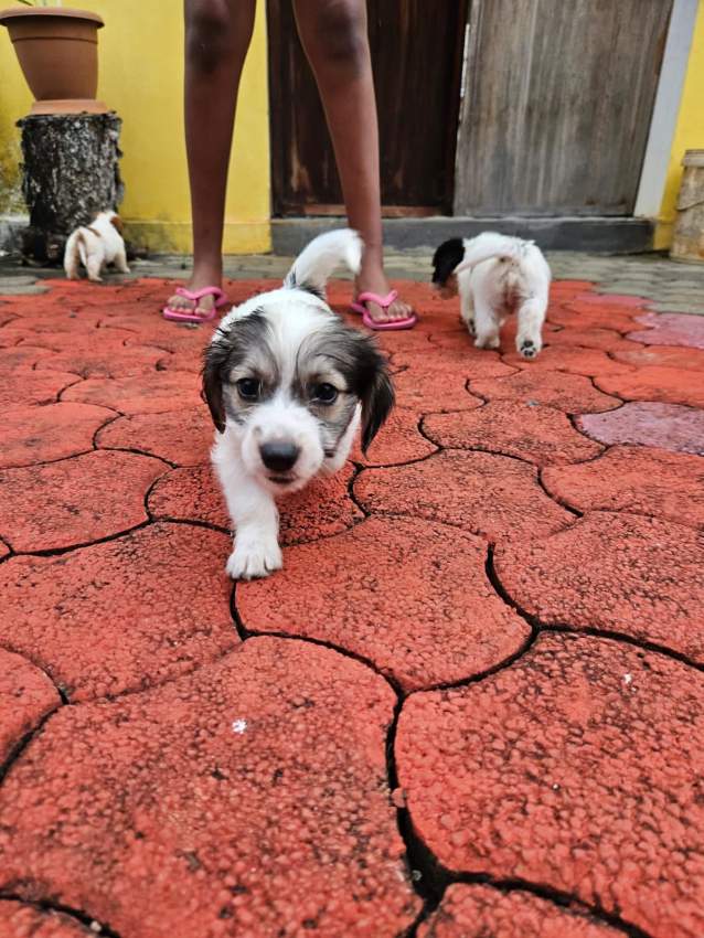 Chiot a vendre - 5 - Dogs  on Aster Vender