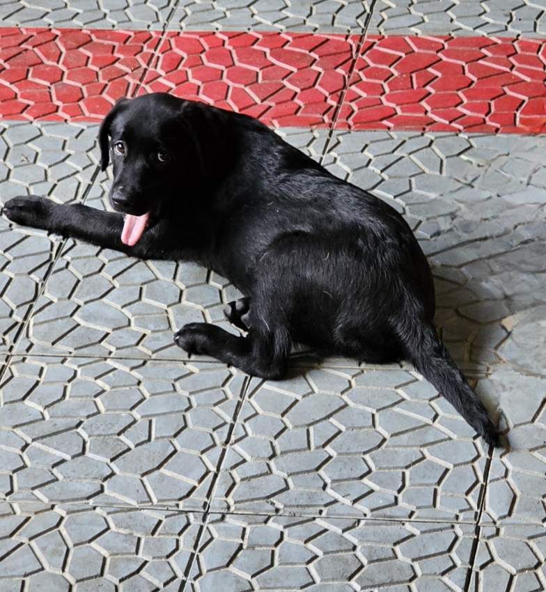 Labrador puppies - 2 - Dogs  on Aster Vender