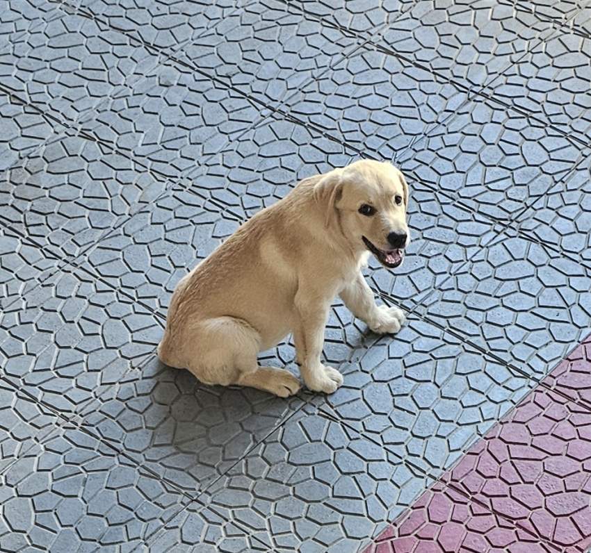 Labrador puppies - 0 - Dogs  on Aster Vender