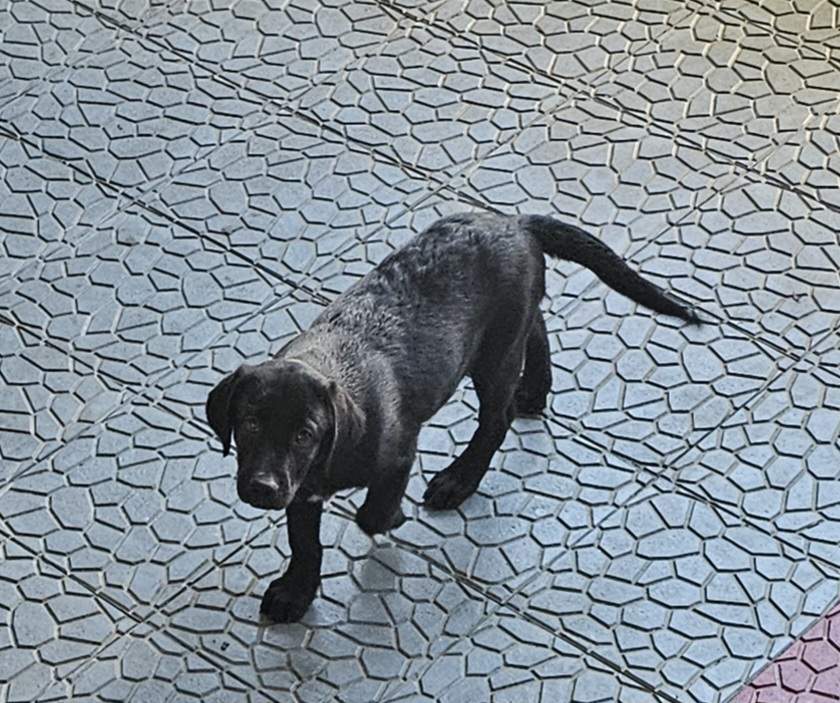 Labrador puppies - 1 - Dogs  on Aster Vender