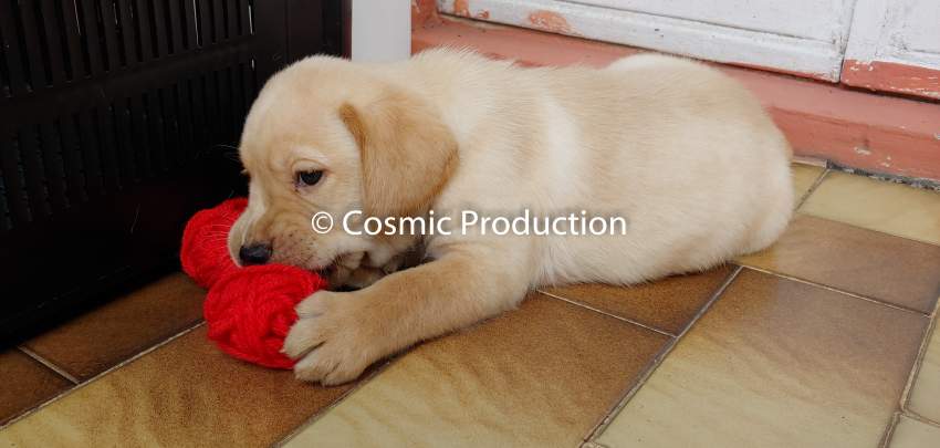 Purebred Labrador Puppies For Sale - 2 - Dogs  on Aster Vender