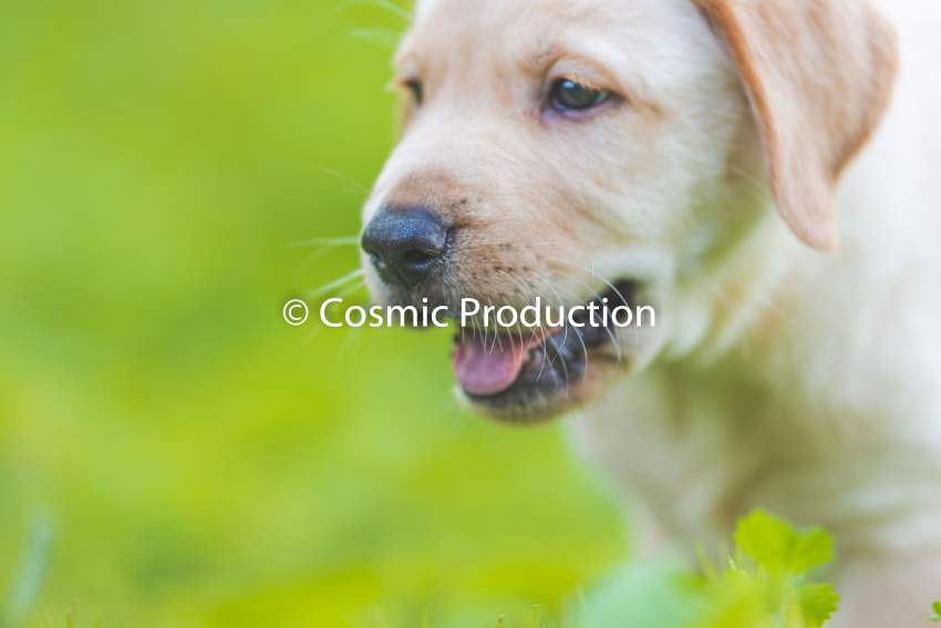 Purebred Labrador Puppies For Sale - 7 - Dogs  on Aster Vender