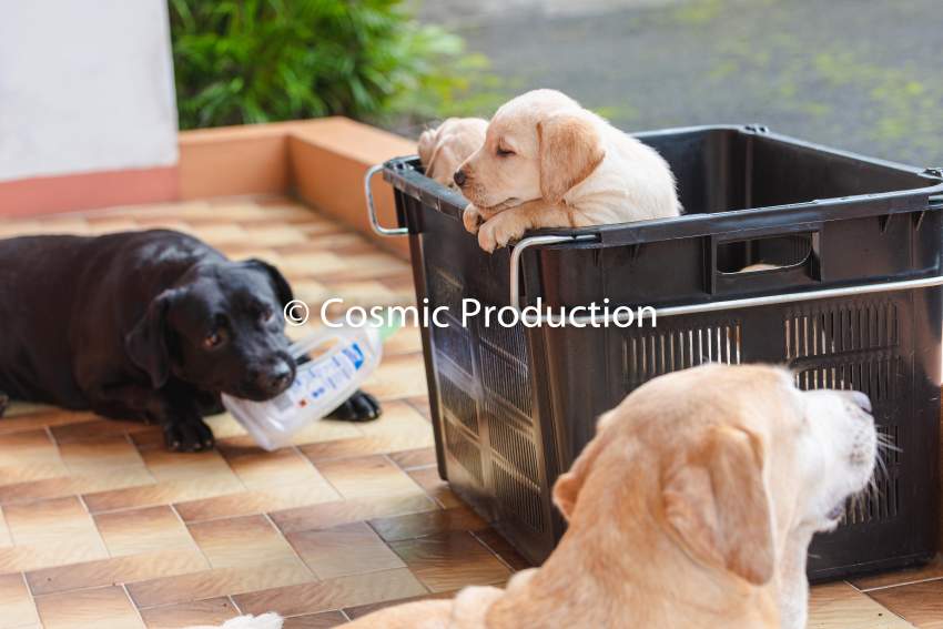 Purebred Labrador Puppies For Sale - 9 - Dogs  on Aster Vender