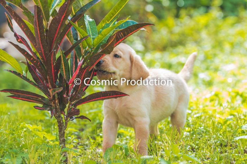 Purebred Labrador Puppies For Sale - 3 - Dogs  on Aster Vender