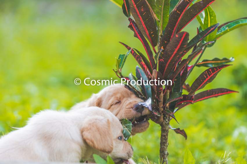 Purebred Labrador Puppies For Sale - 5 - Dogs  on Aster Vender