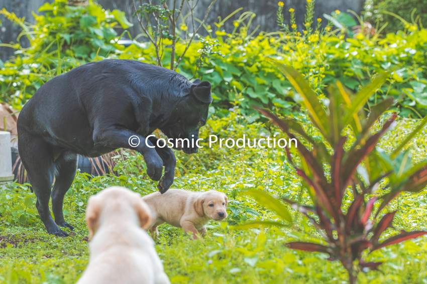 Purebred Labrador Puppies For Sale - 4 - Dogs  on Aster Vender