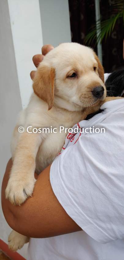 Purebred Labrador Puppies For Sale - 1 - Dogs  on Aster Vender