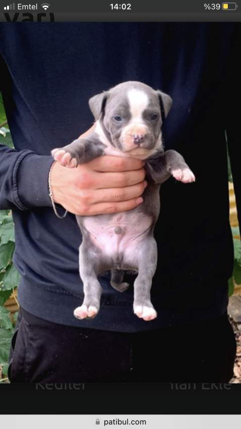 Amstaff puppies - 0 - Other Animals  on Aster Vender