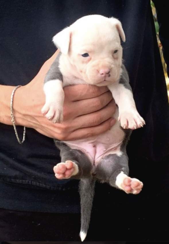 Amstaff puppies - 1 - Other Animals  on Aster Vender