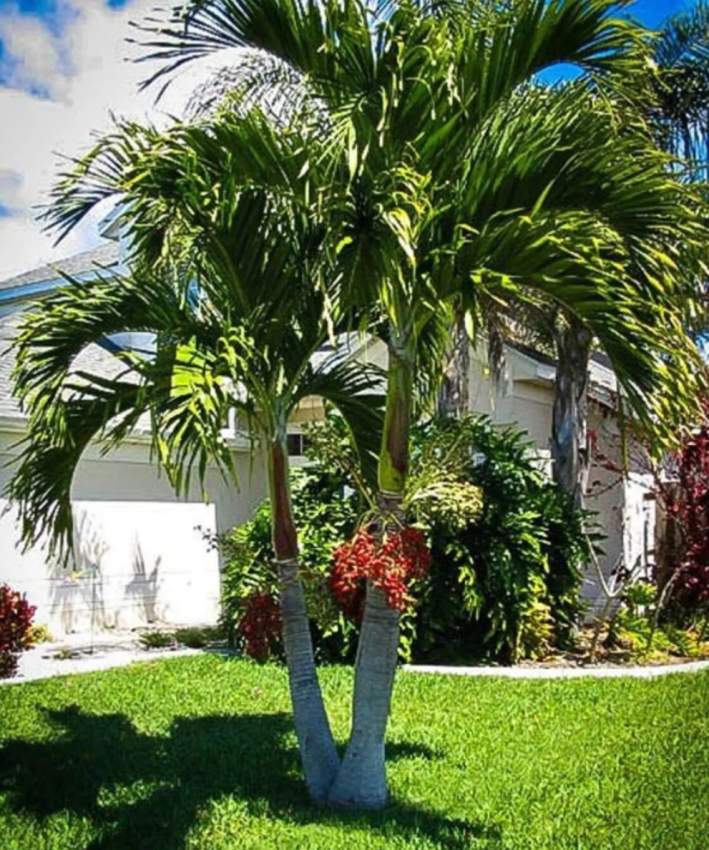 Palm tree (manilla)