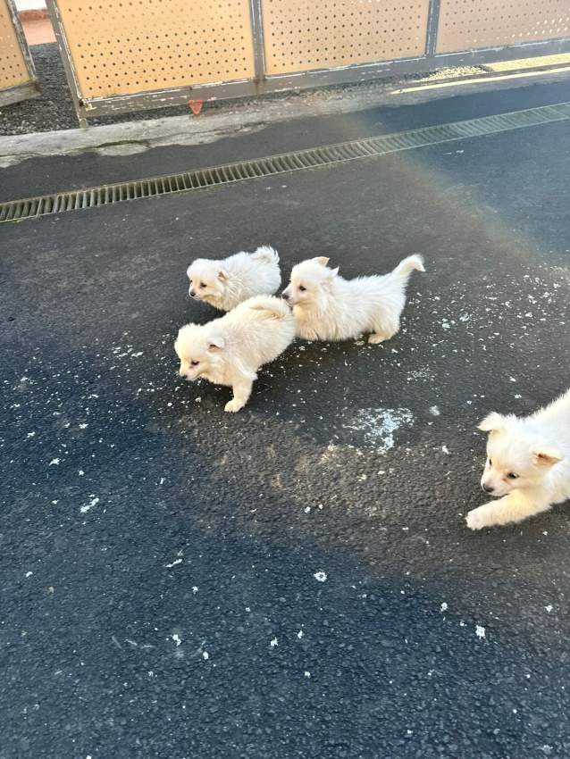 White German spitz - 2 - Dogs  on Aster Vender