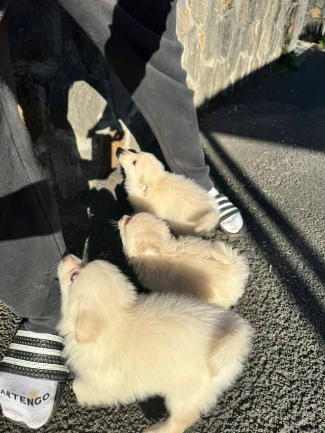 White German spitz - 5 - Dogs  on Aster Vender