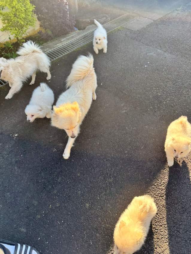 White German spitz - 1 - Dogs  on Aster Vender