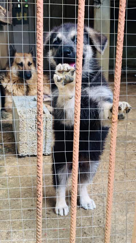 Germans Shepherd - 0 - Dogs  on Aster Vender