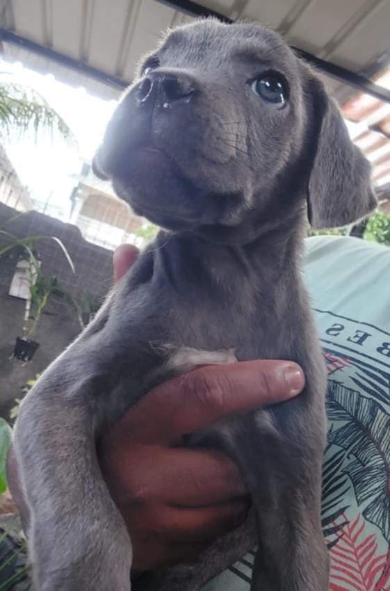 Blue cane corso - 1 - Dogs  on Aster Vender