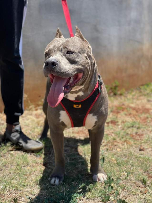 Amstaff purebreed puppies - 1 - Dogs  on Aster Vender