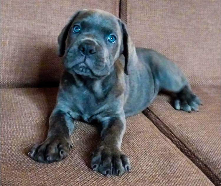 Blue cane corso puppy - 0 - Dogs  on Aster Vender