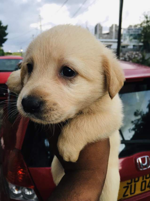 Labrador chiots - 0 - Dogs  on MauriCar