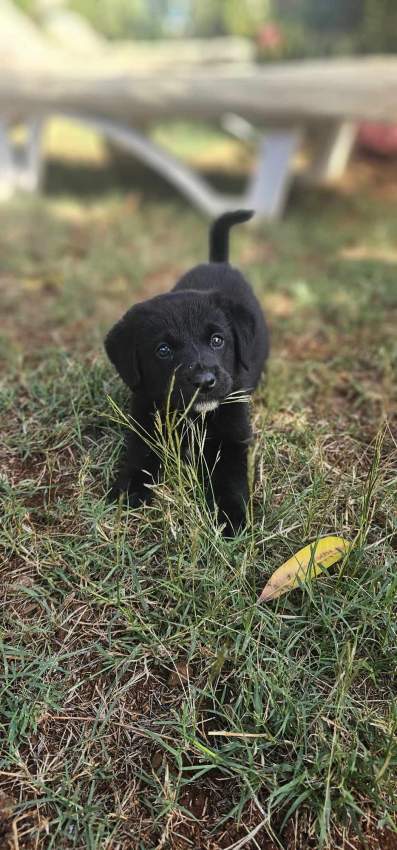 Male puppy - 1 - Dogs  on Aster Vender