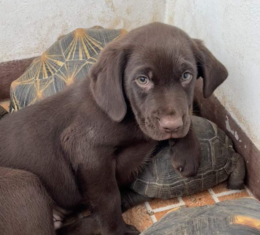 Pure Breed English Labrador Puppy - 1 - Dogs  on Aster Vender