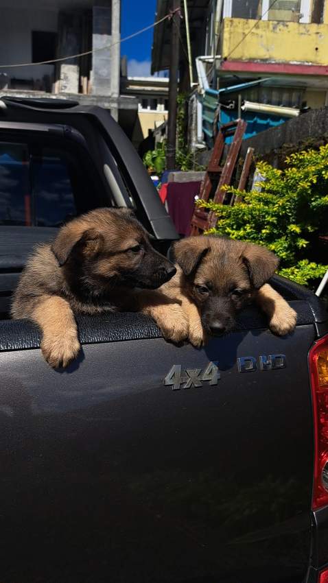 Pure breed German shepherd puppy for sale - 1 - Dogs  on Aster Vender