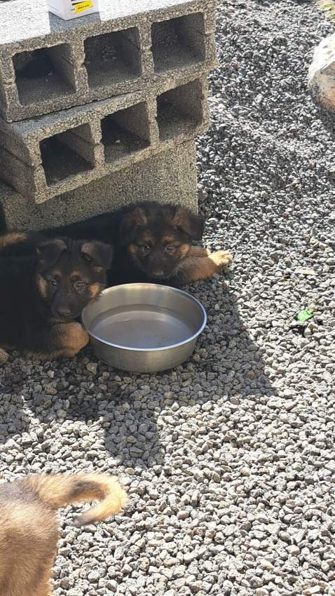 Pure breed German shepherd puppy for sale - 2 - Dogs  on Aster Vender