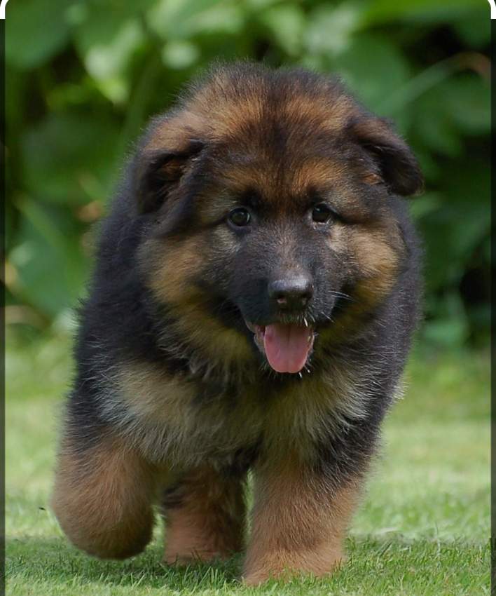 German Shepherd Dogs / Chien Berger Allemand - 0 - Dogs  on Aster Vender