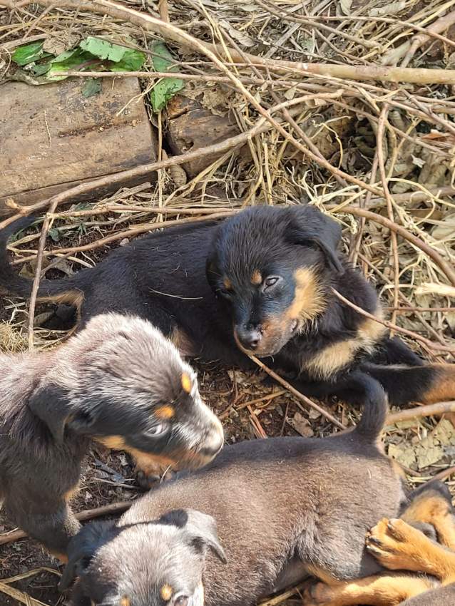 Rottweiler - 3 - Dogs  on Aster Vender