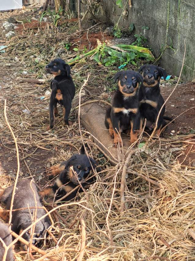 Rottweiler - 5 - Dogs  on Aster Vender