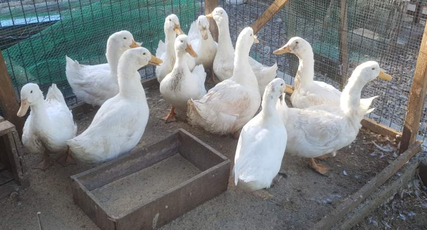 Pekin Ducks - 0 - Birds  on Aster Vender