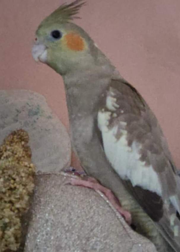 Cockatiel