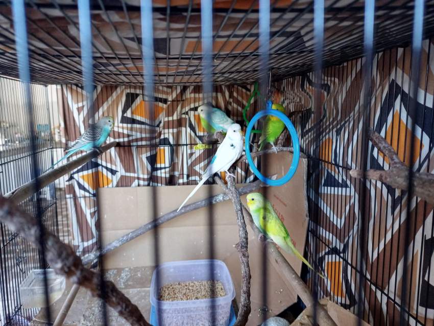 Budgies