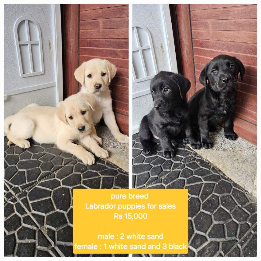 Labrador puppies - 0 - Dogs  on Aster Vender