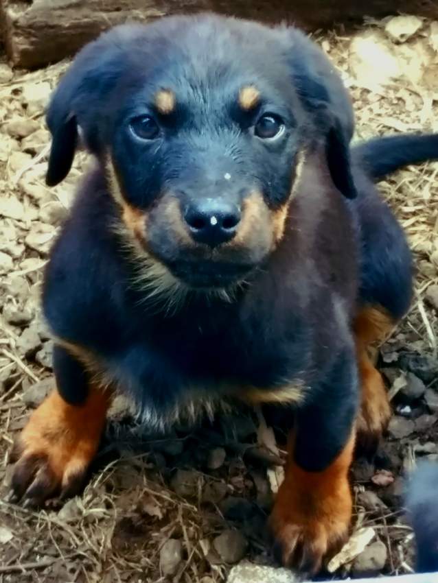 Rottweiler