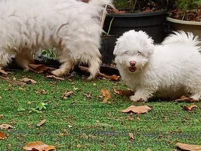 A vendre chiot Bichon pursang / To sell purebred Bichon puppy - 3 - Dogs  on MauriCar