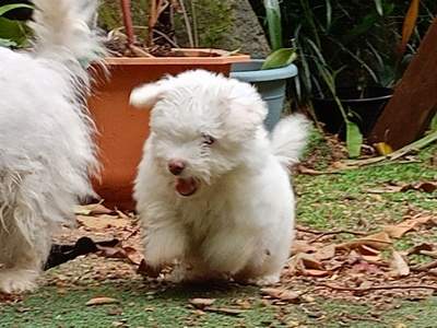 A vendre chiot Bichon pursang / To sell purebred Bichon puppy - 1 - Dogs  on Aster Vender