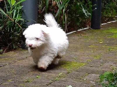 A vendre chiot Bichon pursang / To sell purebred Bichon puppy - 2 - Dogs  on Aster Vender