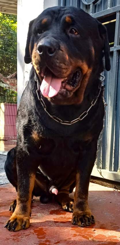 Rottweiler puppies - 2 - Dogs  on Aster Vender