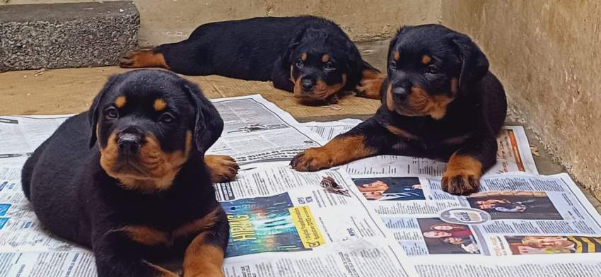 Rottweiler puppies - 0 - Dogs  on Aster Vender