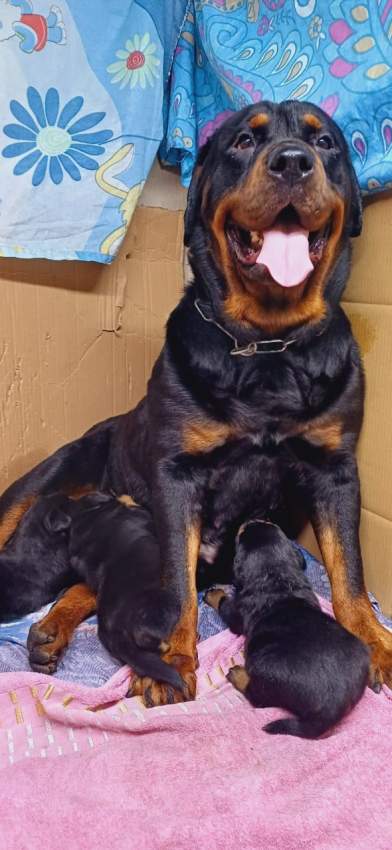 Rottweiler puppies - 1 - Dogs  on Aster Vender