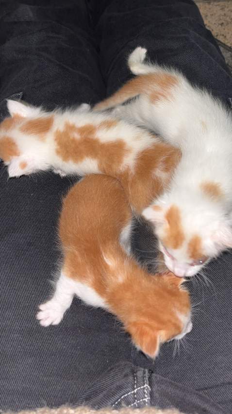 3 ginger cats for free - 2 - Cats  on MauriCar